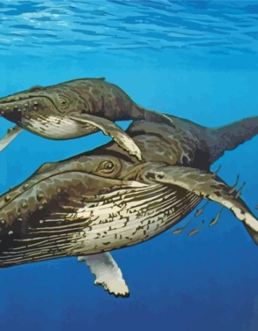 Whale Adventures Paint By Numbers