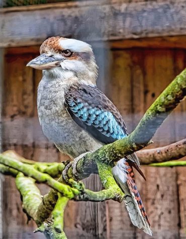 Blue Kookaburra Bird Paint By Numbers