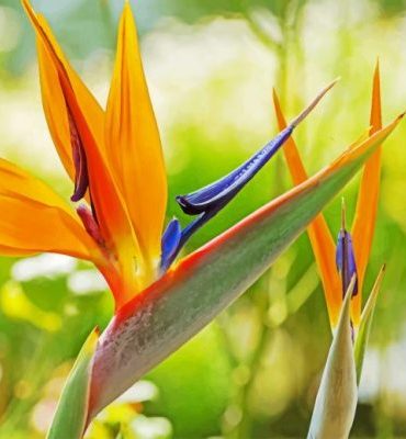 Orange Bird Of Paradise Flower Paint By Numbers