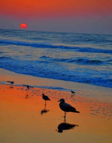 Seaside Birds Paint By Numbers