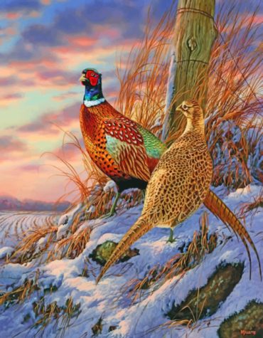 Ring Necked Pheasant Bird Paint By Numbers