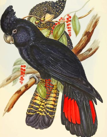 Red Tailed Cockatoo Birds Paint By Numbers