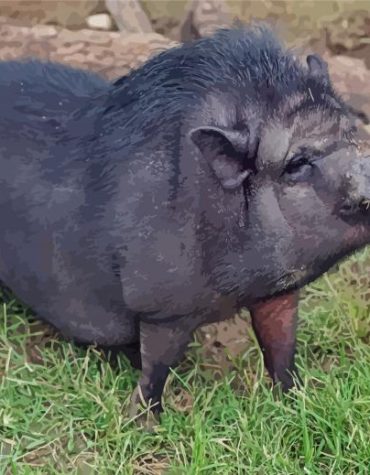 Black Pot Belly Pig Paint By Numbers