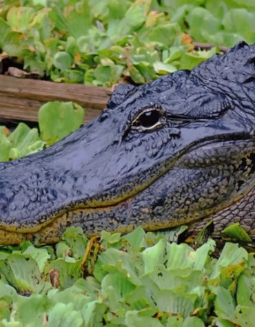 Alligator Wildlife Paint By Numbers