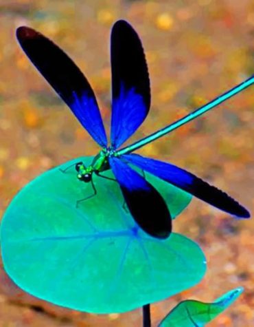 Black and Blue Dragonfly Paint By Numbers