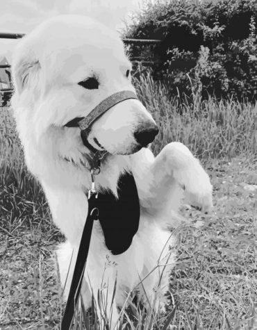 Maremma Sheepdog Puppies Paint By Numbers