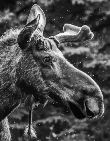 Moose Black and White Paint By Numbers