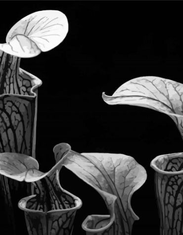 Monochrome Pitcher Plant Paint By Numbers