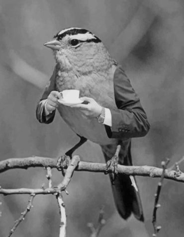 Black and White Bird Art Paint By Numbers