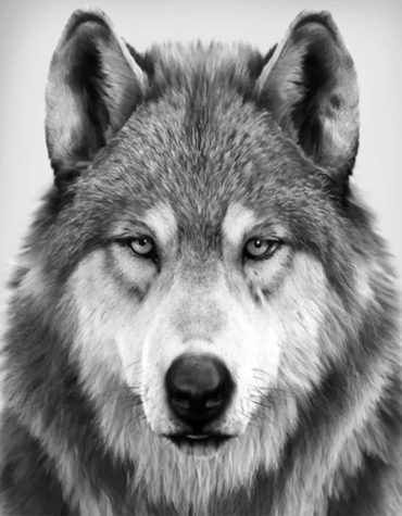 Monochrome Wolf Masterpiece Paint By Numbers