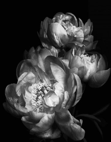 Black and White Floral Peonies Paint By Numbers