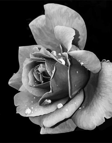 Black and White Rose Floral Paint By Numbers
