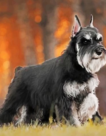 Black Schnauzer Pet Paint By Numbers