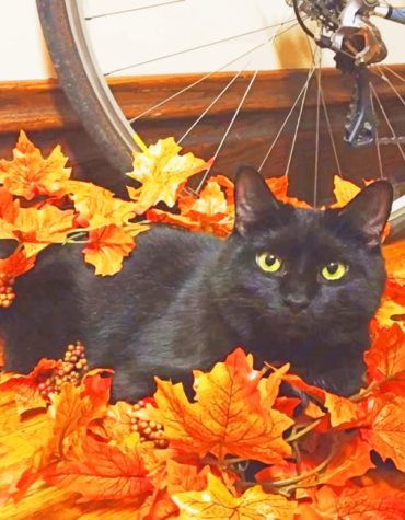Autumn Black Cat Scene Paint By Numbers