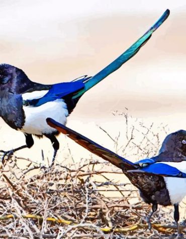 Black Billed Magpie Bird Paint By Numbers