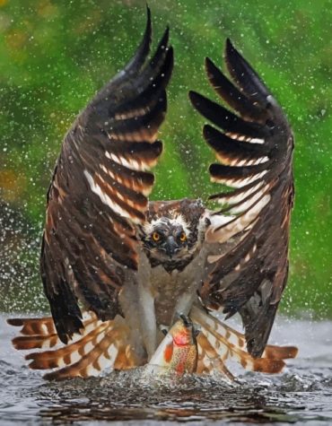 Eagle Flight Ready Paint By Numbers