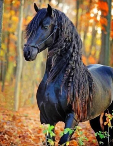 Friesian Horse Masterpiece Paint By Numbers