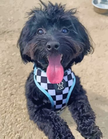 Black Maltese Puppy Paint By Numbers