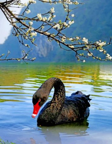 Majestic Black Swan Paint By Numbers