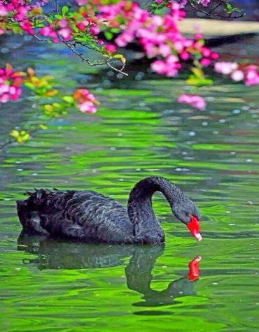Black Swan Waterfowl Paint By Numbers