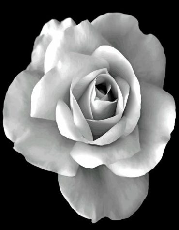 Black White Rose Paint By Numbers