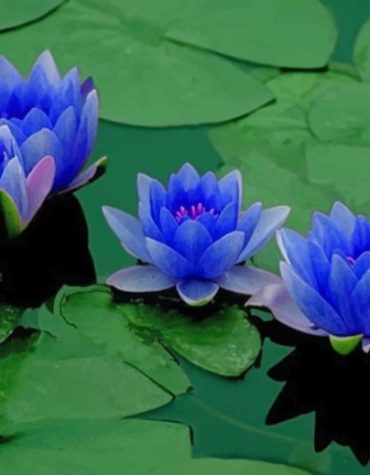Blue Lotus Bloom Paint By Numbers