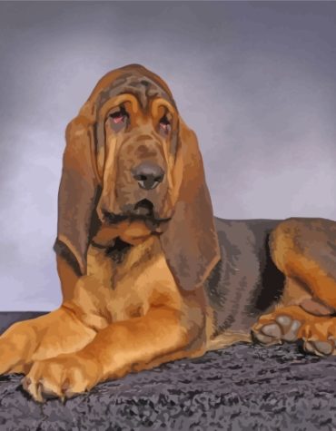 Bloodhound Dog Paint By Numbers