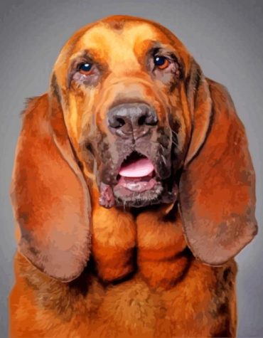 Bloodhound Dog Pet Paint By Numbers
