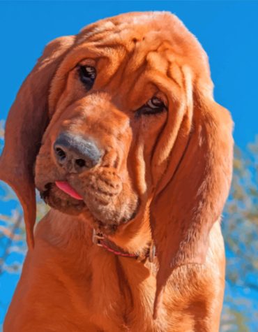 Bloodhound Dog Masterpiece Paint By Numbers