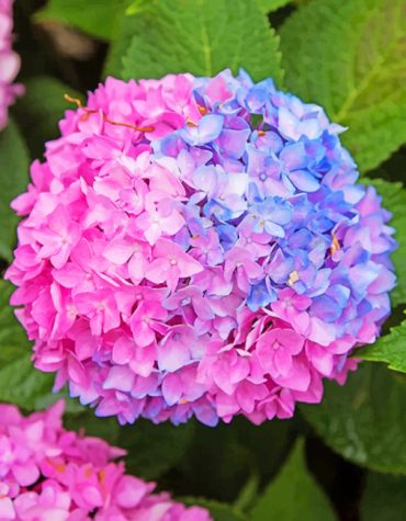 Blue and Pink Hydrangeas Paint By Numbers