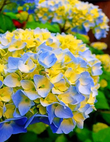 Blue Yellow Floral Hydrangeas Paint By Numbers