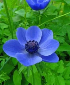 Blue Anemone Blossom Paint By Numbers