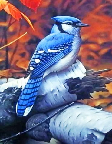Blue Jay Bird Paint By Numbers