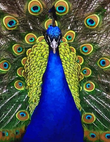 Blue Peacock Paint By Numbers