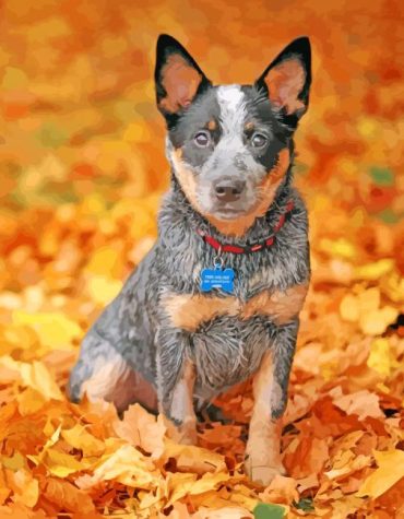 Blue Heeler Australian Cattle Dog Paint By Numbers