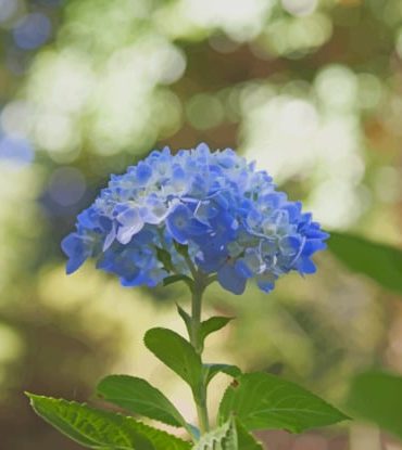 Hydrangea Bloom Paint By Numbers