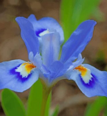 Blue Iris Blossom Paint By Numbers