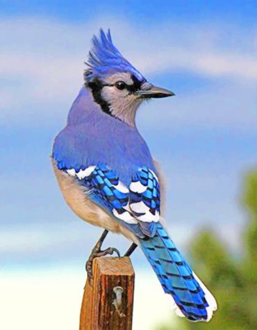 Blue Jay Painting Kit Paint By Numbers