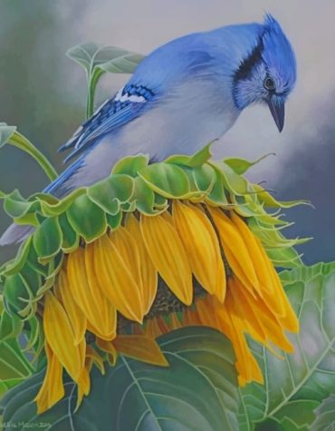Blue Jay Sunflower Paint By Numbers