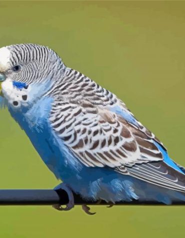 Blue Parakeet Beauty Paint By Numbers