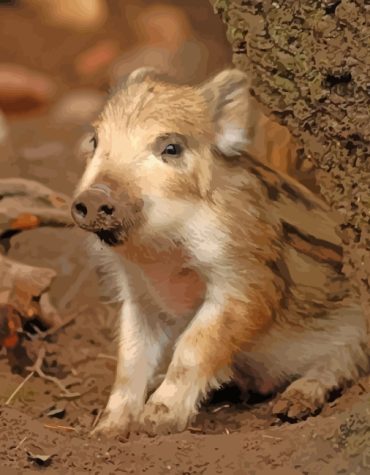 Wild Baby Boar Paint By Numbers