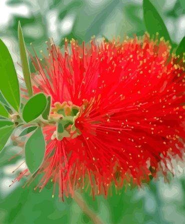 Bottle Brush Plant Paint By Numbers