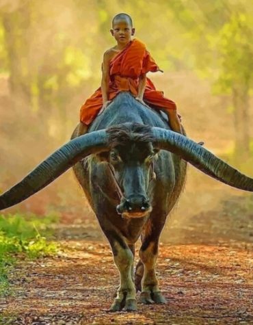 Boy Monk and Nature Paint By Numbers