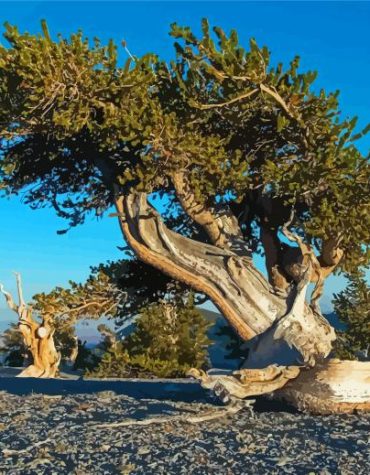 Bristlecone Pine Nature Paint By Numbers