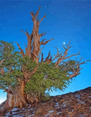 Bristlecone Pine Nature Paint By Numbers
