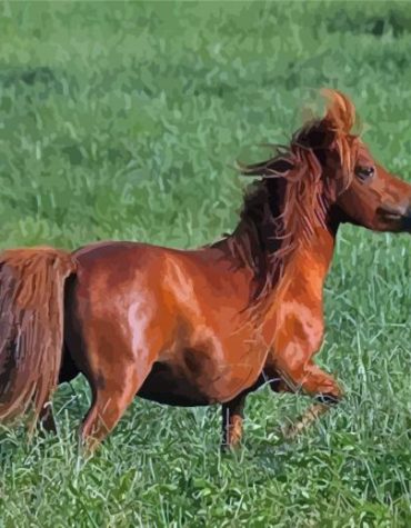 Brown Mini Horse Artwork Paint By Numbers