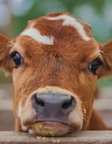 Brown Calf Farm Scene Paint By Numbers