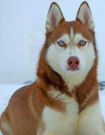Blue-Eyed Husky Paint By Numbers