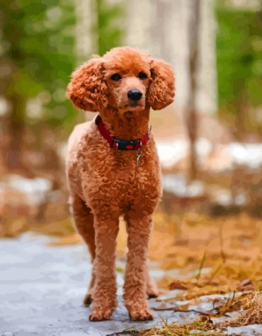 Brown Poodle Puppy Paint By Numbers