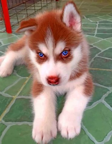 Brown Husky Puppies Paint By Numbers